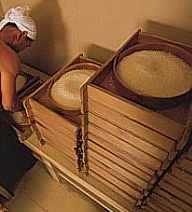 Koji being cultivated in small trays